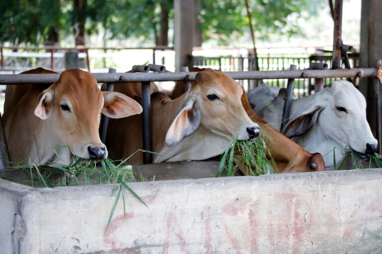 cows-pen